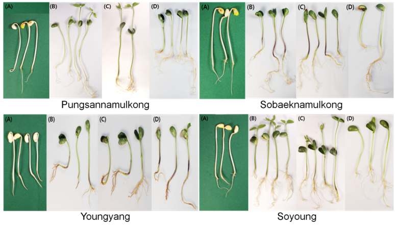 다른 광원 조건에서 5일 키운 콩 4품종 콩나물 생육