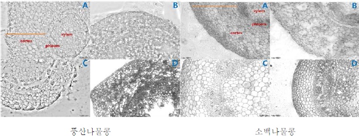 재배 광원에 따른 콩나물 단면의 해부학적 구조