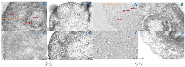 재배 광원에 따른 콩나물 단면의 해부학적 구조