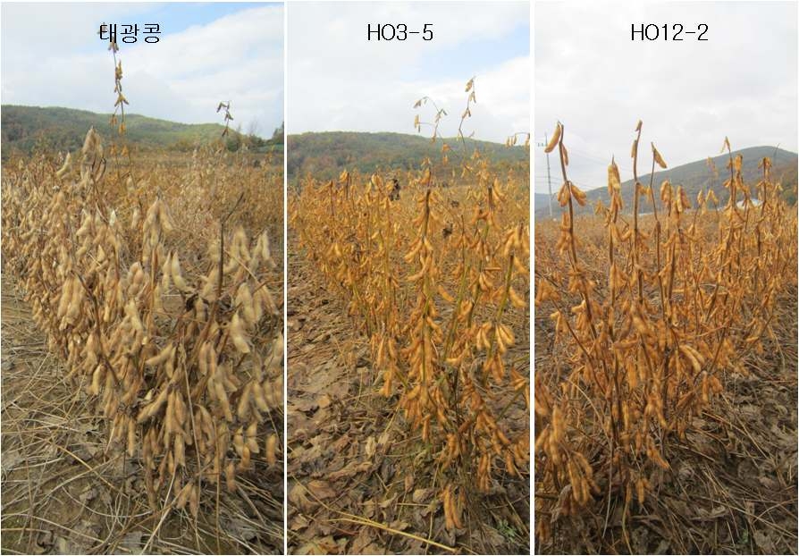 태광콩 (좌), HO3-5 (중간), HO12-2 (우)의 성숙기 모습, 2011