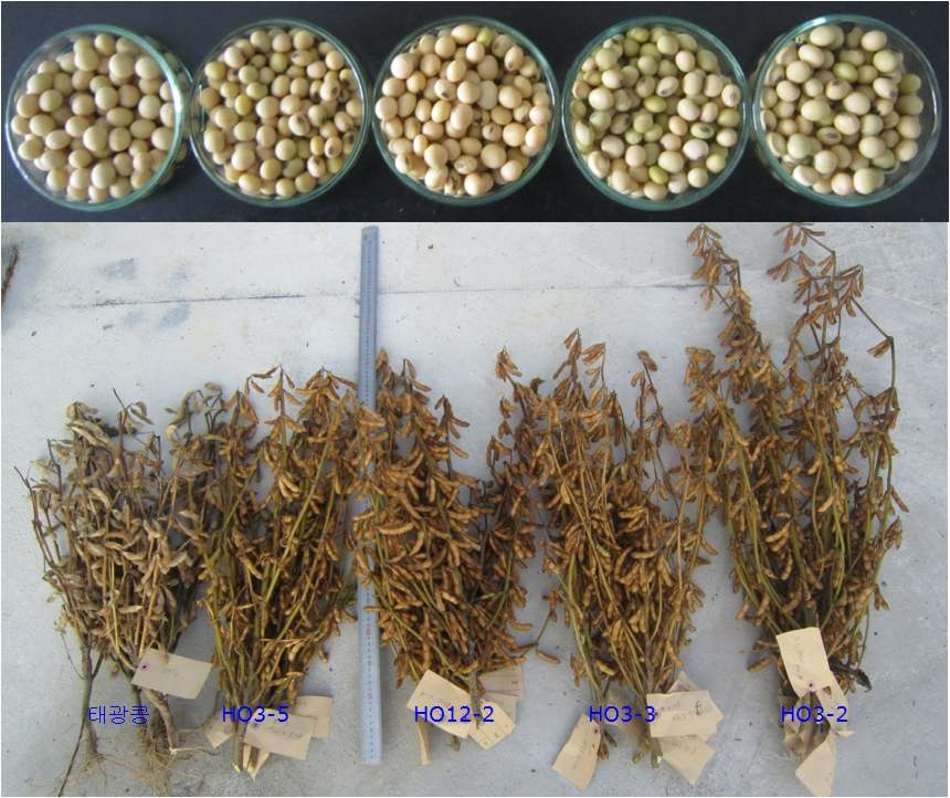 선발된 고 oleic acid 계통과 태광콩의 비교, 2011