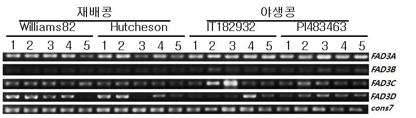 GmFAD3 family 유전자의 종자 발달단계별 발현 양상