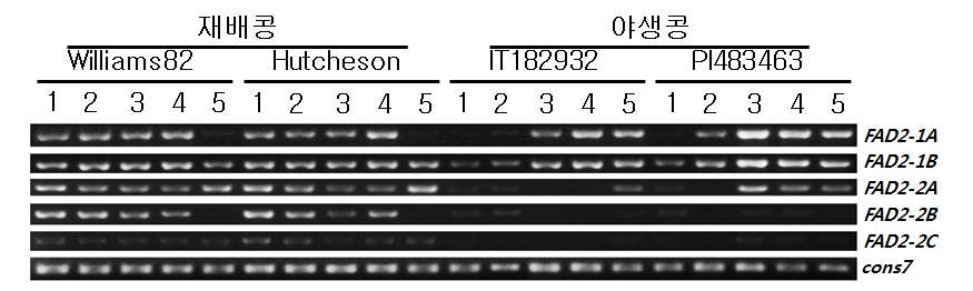 GmFAD2 family 유전자의 종자 발달단계별 발현 양상