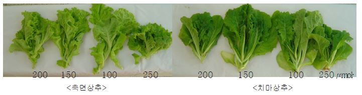 광도 조건에 따른 쌈채소류 지상부 생체중 및 초장