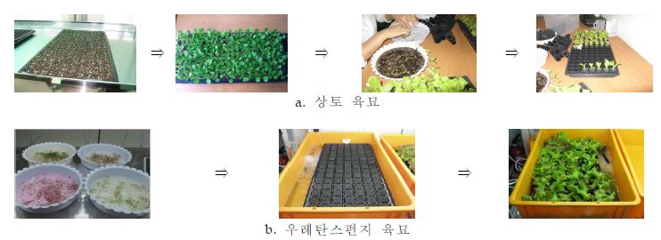육묘방법에 따른 작업 공정