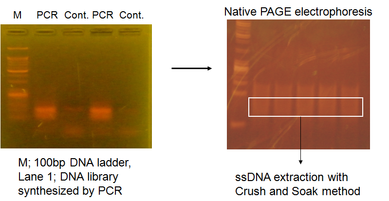 Assymetry PCR 을 이용한 ssDNA 압타머 library 증폭 및 정제