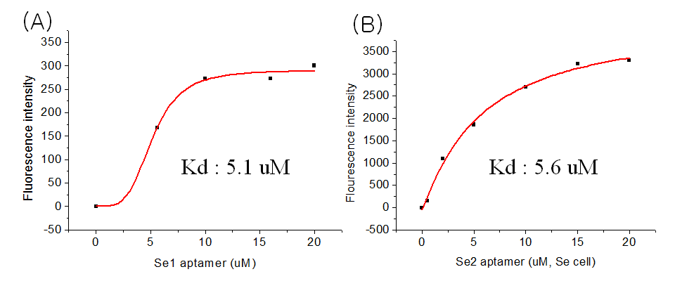 S.enteritidis 인식 압타머 Se1 (A) 및 Se2 (B) 의 결합력 분석