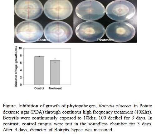 음파처리 후 병원균의 생장억제