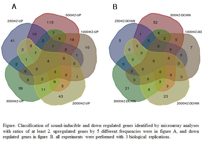 서로 다른 음파 처리 시 공통 발현된 유전자의 벤다이어그램