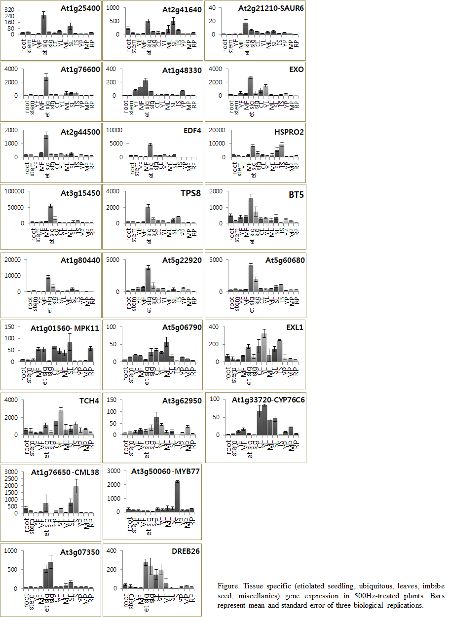 500hz 처리 시의 각 부위별 중요유전자의 발현 패턴 검증