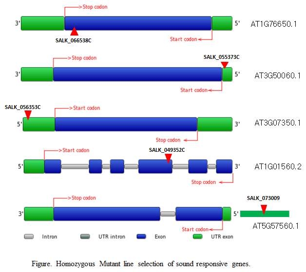 각 후보 유전자의 mutant line 모식도