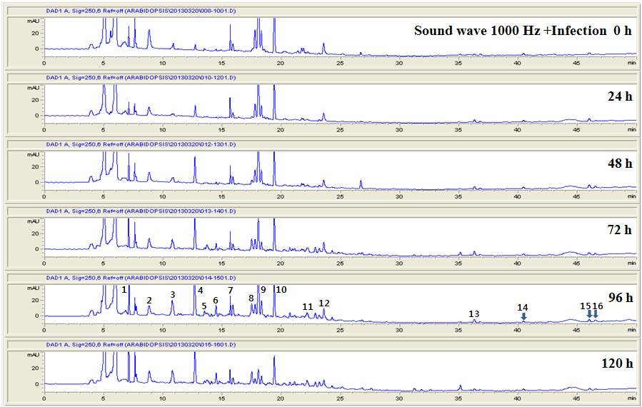 음파 처리식물의 병 접종 후 시간에 따른 대사체의 변화