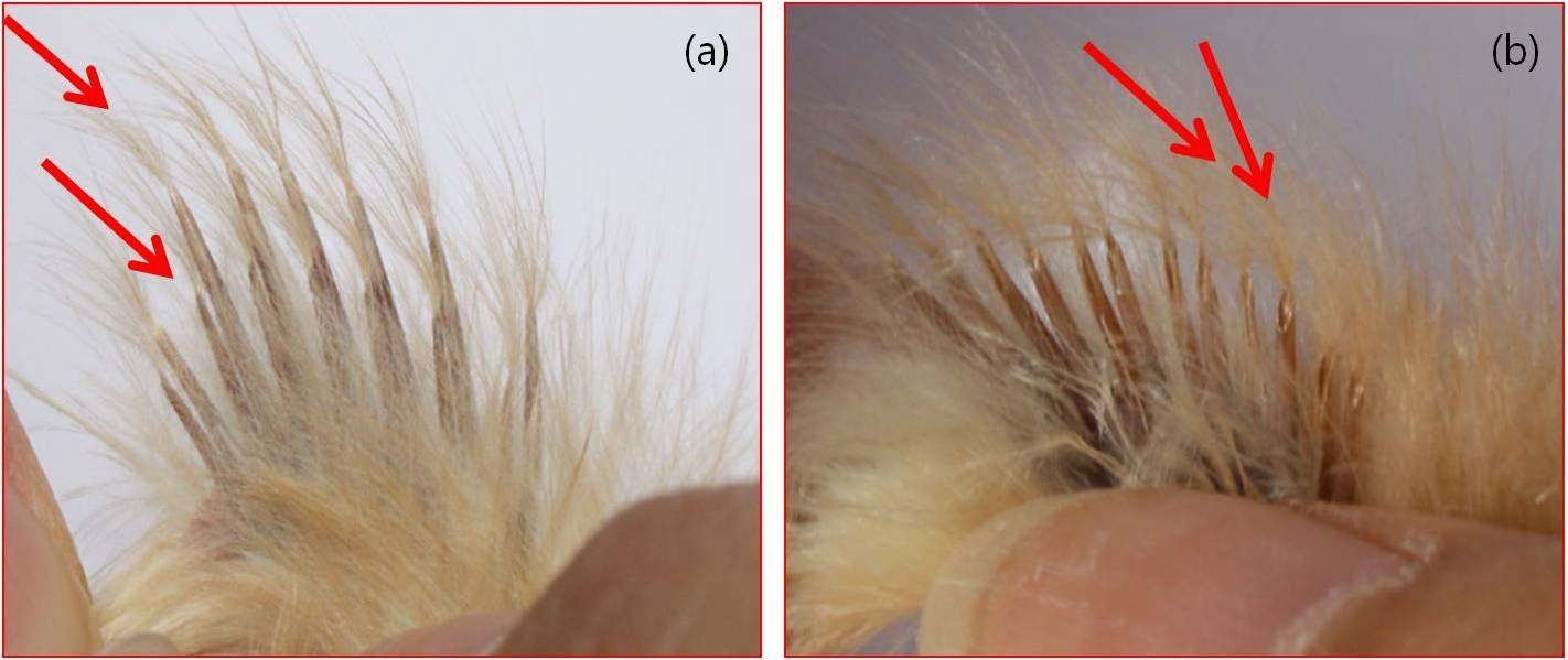 The wing feathers of rapid-feathering (a) and slow-feathering (b) at day-old Korean Native Chicken-Reds. Rapid-feathering chick showed a distinctive length difference in primaries and coverts, but slow-feathering chick showed no difference