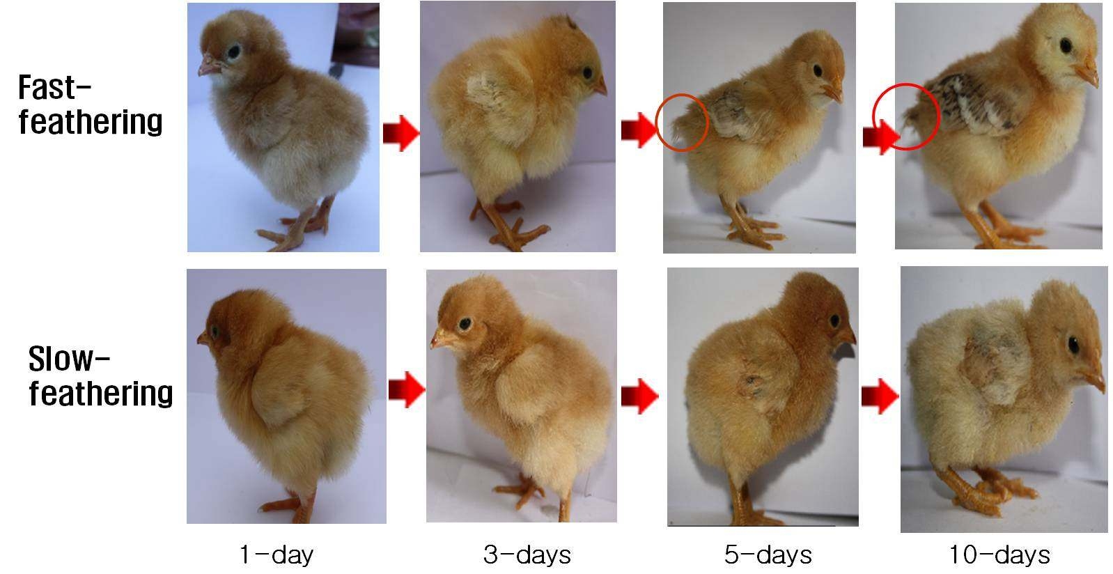 The growth pattern of tail feather between slow-feathering and rapid-feathering Korean Native Chicken-Reds from day-old to 10-days- old