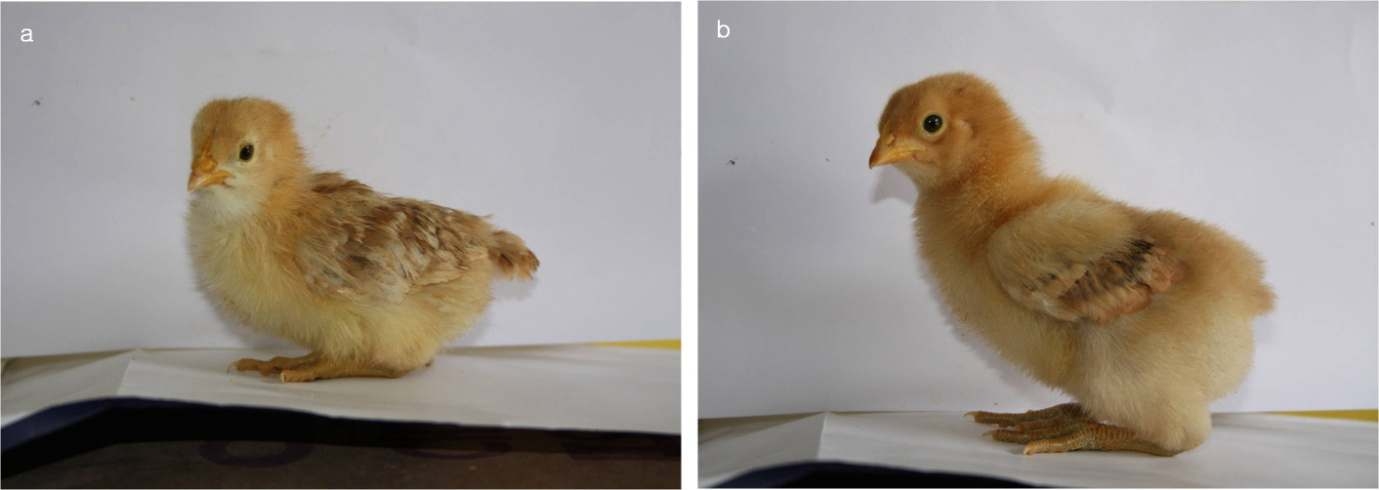 Comparison of rapid-feathering (a) and slow- feathering (b) at 10-days-old Korean Native Chicken-Reds. The shape of tail feather dis- tinctively differs between rapid-feathering and slow-feathering chicks