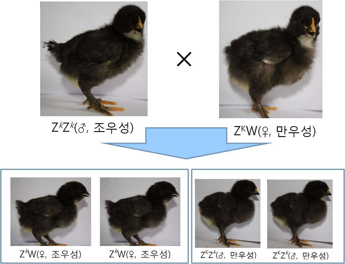 Mating system for feather-sexing in chicken