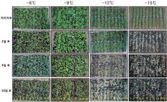 온도별 저온처리 후 경과일수에 따른 피해 상황