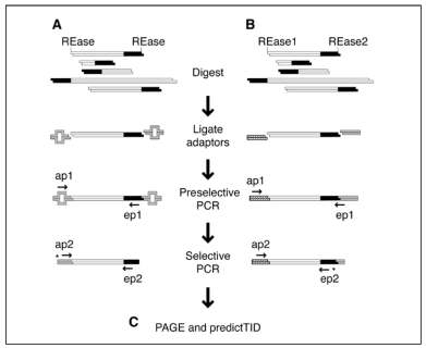 전이인자들의 insertion polymorphism에 의한 다형성 창출 기법인 transposon display 기법의 모식도