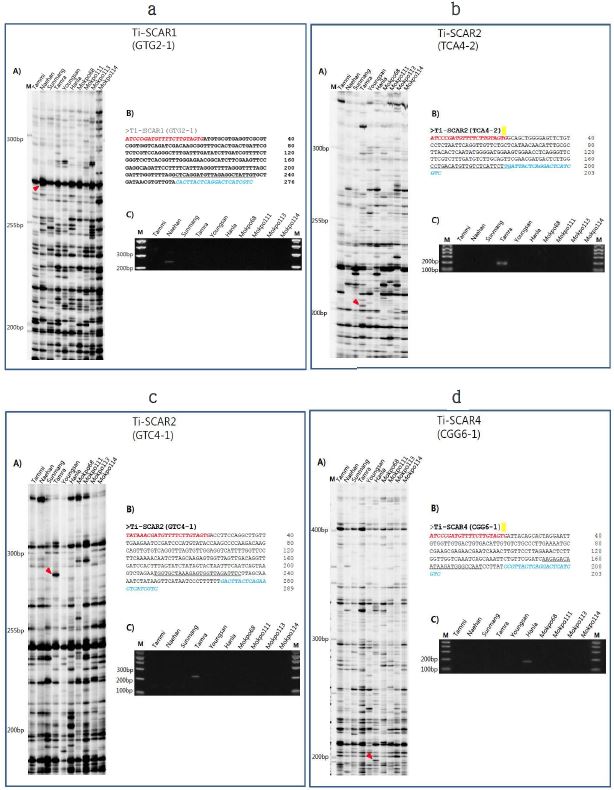 CACTA-TD 분석 결과와 제작된 품종 감별용 Ti-SCAR 분자마커