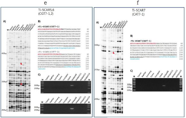 CACTA-TD 분석 결과와 제작된 품종 감별용 Ti-SCAR 분자마커