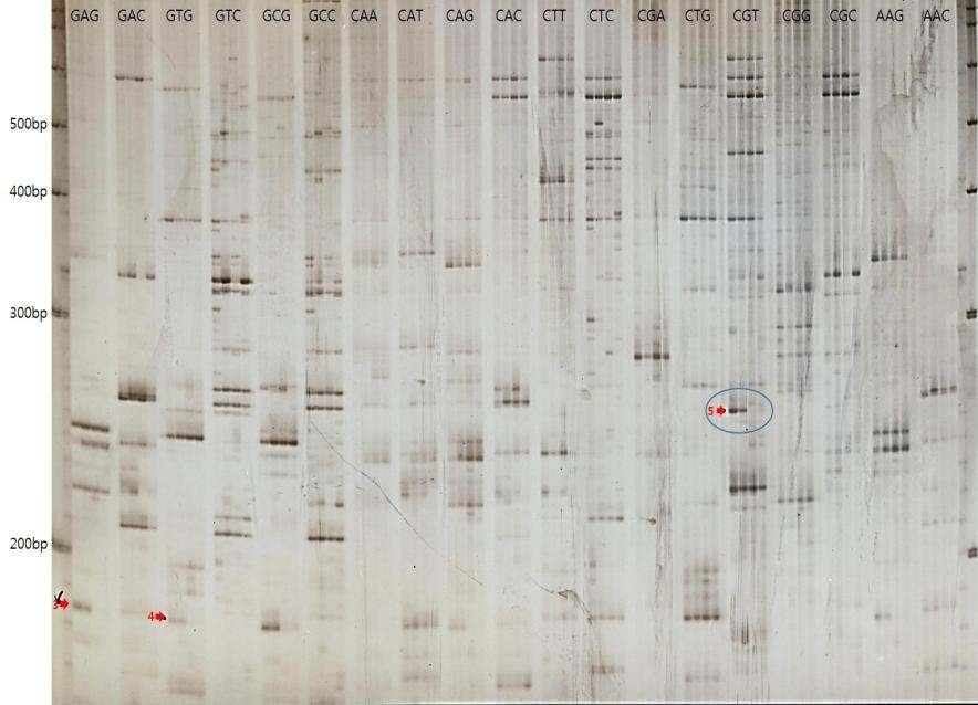 내한성 관련 유채 20 계통의 genomic DNA를 pooling하여 Pong-TD 분석을 수행한 결과.
