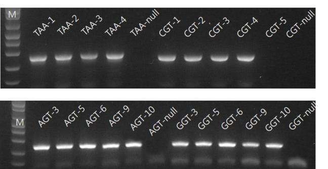 폴리아크릴아마이드 겔로부터 회수한 DNA 단편을 PCR을 사용하여 재 증폭한 결과.