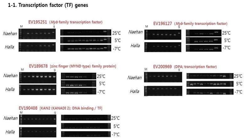 최종 선발된 6개의 TF 유전자들의 RT-PCR 분석 결과.