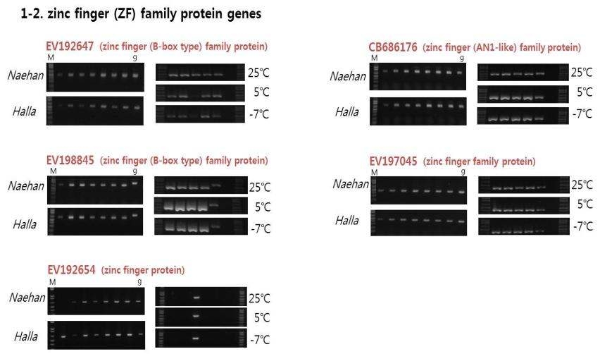 최종 선발된 zinc finger (ZF) motif를 가지는 5개 유전자들의 RT-PCR 분석 결과.