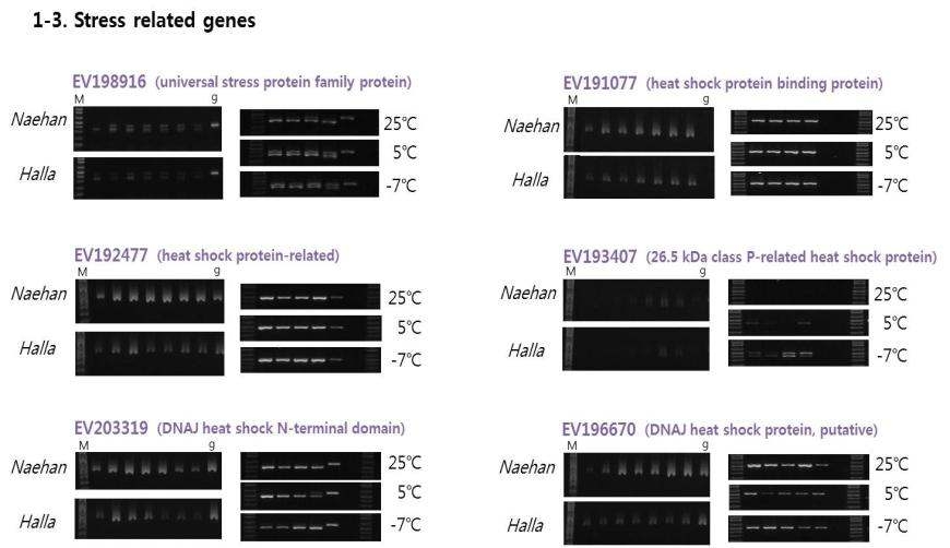 최종 선발된 5개의 stress 관련 유전자들의 RT-PCR 분석 결과.