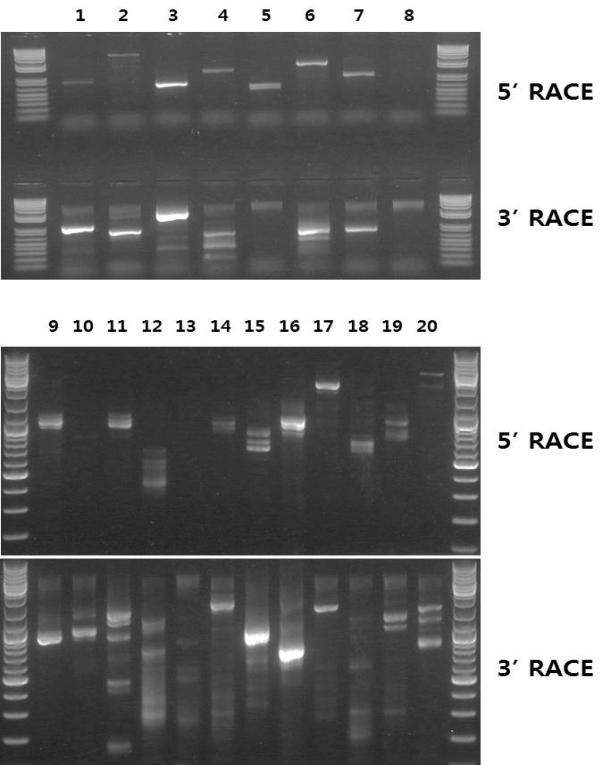 선발된 저온 반응 유전자들의 full-length cDNA 확보를 위한 5’and 3’RACE 분석 결과