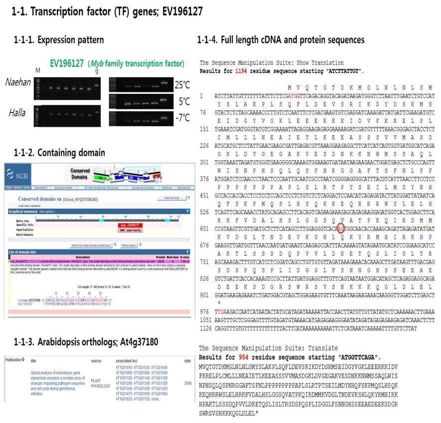 Full-length cDNA가 확보된 M yb transcription factor 유전자의 단백질 서열과 functional domain 분석 결과.