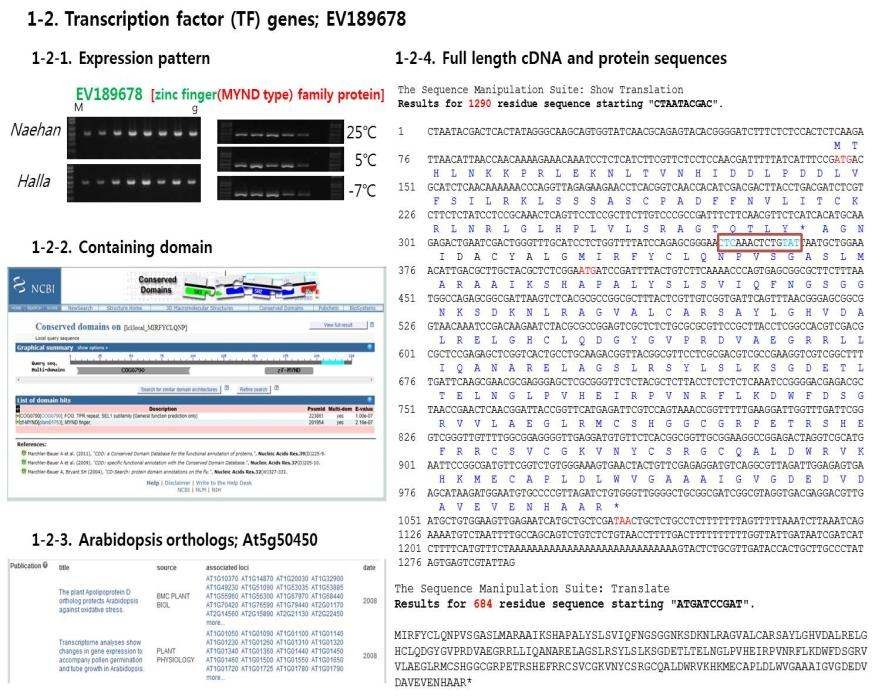 Full-length cDNA가 확보된 ZF family 유전자의 단백질 서열과 functional domain 분석 결과