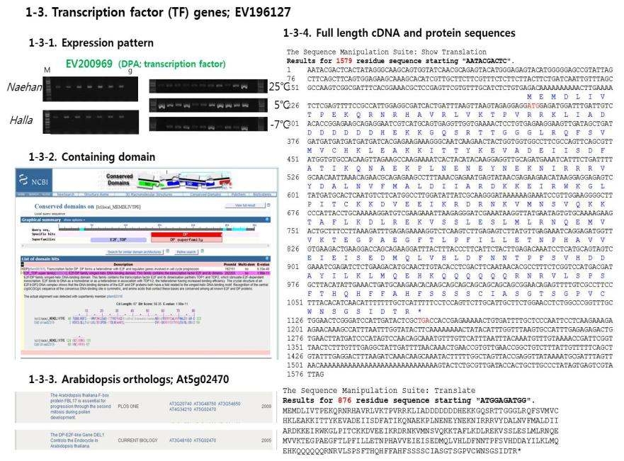 Full-length cDNA가 확보된 DPA transcription factor 유전자의 단백질 서열과 functional domain 분석 결과