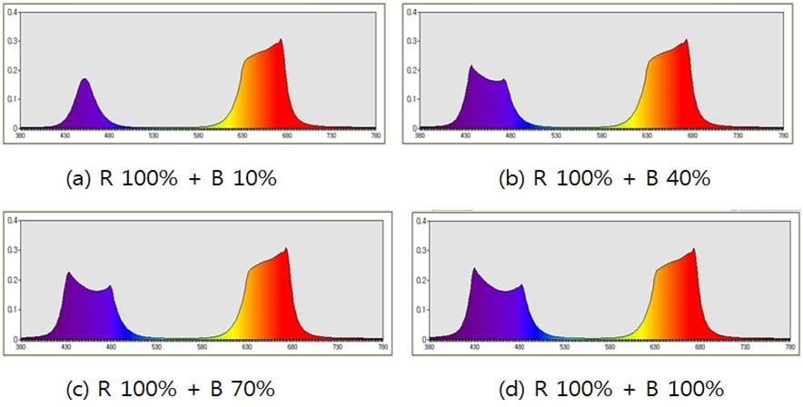 R LED의 광 강도가 100%로 일정할 때 B LED의 강 광도가 10∼100%로 변할 때의 R-B 혼합광의 분광분포 변화
