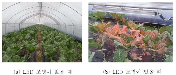 비닐하우스 내의 LED 조명의 유무에 따른 케일 성장