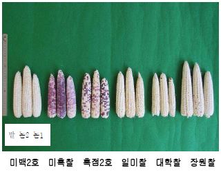 품종별 밭ㆍ논2ㆍ논1 이삭