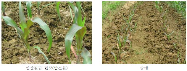 논 포장에서 발생하는 주요 생육 불량 현상