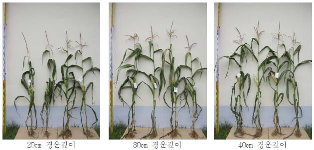 경운깊이별 옥수수 생육 상황