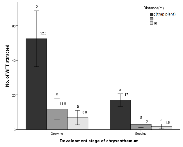 스탠다드 국화 시설하우스에서 재배국화의 생육중과 정식시기 꽃노랑총채벌레가트랩식물(개화국화)에 가장 많이 유인되었을 때의 유인효과(The same letters arenot significantly different)