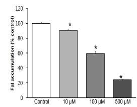 Effects of increasing concentrations of vitexin on fat accumulation in 3T3-L1 mouse adipocytes.