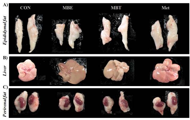 60% High fat diet 섭취와 함께 MBE, MBT를 4주간 경구투여한 KK-Aymice의 부고환 지방(Epididymal fat), 간(Liver), 신장옆 지방(Perirenal fat)조직의 사진.