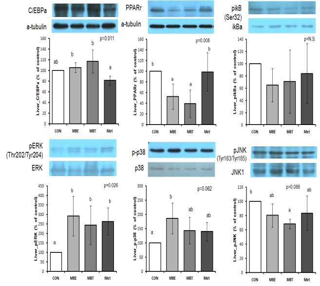 60% High fat diet 섭취와 함께 MBE, MBT를 4주간 경구투여한 KK-Aymice의 간 조직에서의 insulin resistance 및 inflammation related protein의 발현량