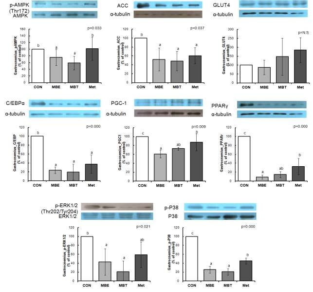 60% High fat diet 섭취와 함께 MBE, MBT를 4주간 경구투여한 KK-Aymice의 근육(gastrocnemius) 조직에서의 인슐린저항성 및 inflammation related protein의 발현량