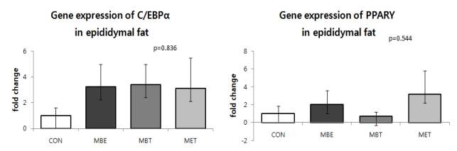 60% High fat diet 섭취와 함께 MBE, MBT를 4주간 경구투여한 KK-Aymice의 부고환지방 조직에서의 C/EBPα 및 PPARγ의 유전자 발현량(qPCR data)