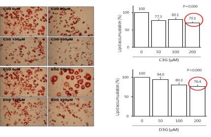 Effects of increasing levels of functional materials of C3G & D3G in Black bean ethanol extracts on cell viabilities and lipid accumulation in 3T3-L1 mouse preadipocytes.