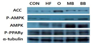 녹두와 검정콩 추출물이 45% H igh fat diet-DIO C57BL /6 mice 간에서의 지방합성 관련마커에 미치는 효과.