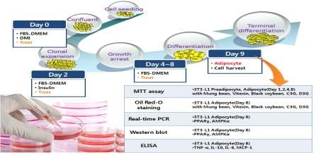 Expermental design to investigate anti-inflammation functionality of legumes in vitro study