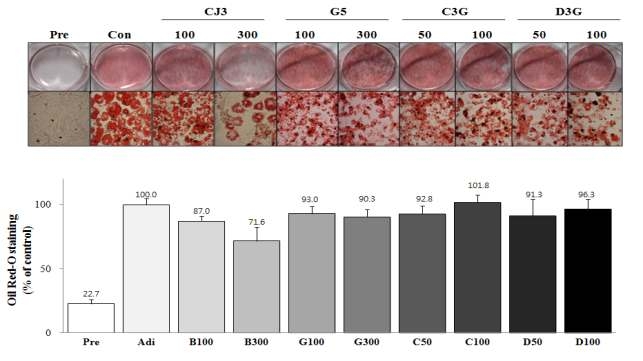 Lipid accumulation on 3T 3-L1 adipocytes treated with black soybean extract(CJ3, G5) and anthocyanins(C3G, D3G)