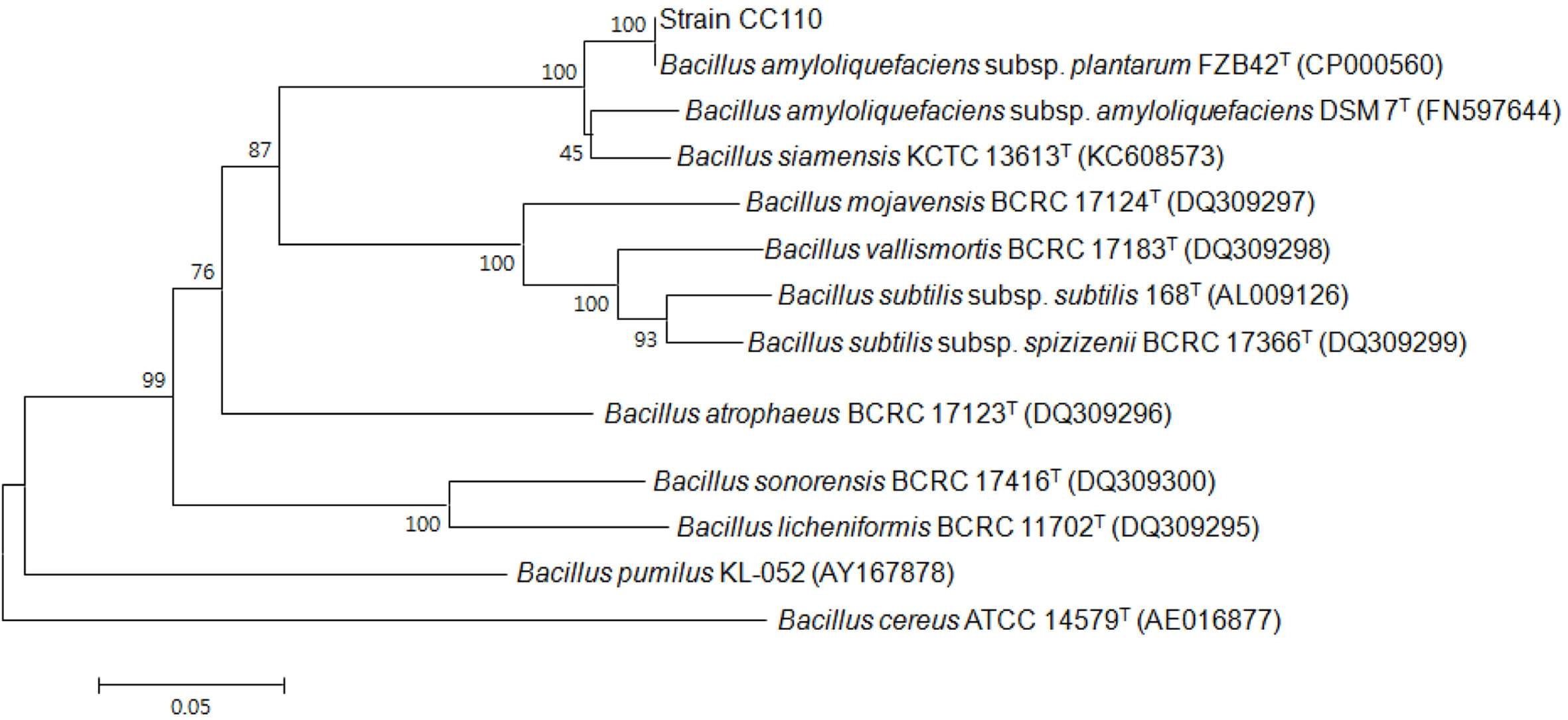 Phylogenetic dendrogram constructed from a comparative analysis of gyrB gene sequence showing the relationships between strain CC110 and related Bacillus species.
