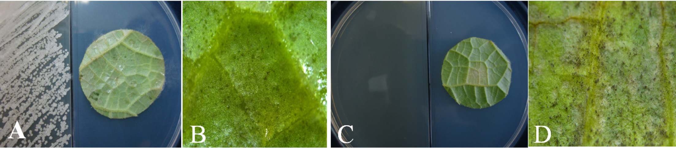 Suppression of downy mildew on cucumber by treated with volatile compounds of Bacillus amyloliquefaciens CC110 inside I plates at 20℃ for 8 days after inoculation of Pseudoperonospora cubensis.